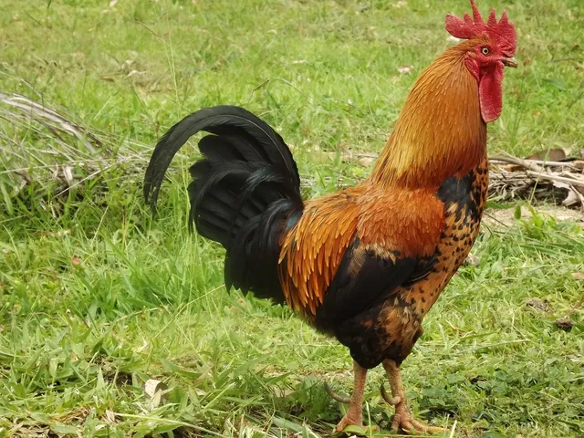 Cooks Broaster Chicken Providing Sackville with Quality Food for All the Family - chicken